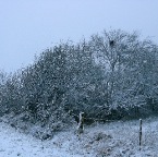 20150124_2 Nest in het sprookjesbosje 