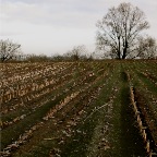 20150131 De maisstoppels wijzen naar de boom