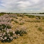 20150711 Bloemenzee langs de Waal