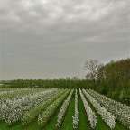 20140404 Drie variëteiten fruit