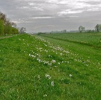 20140407 Winssens berglandschap met pinksterbloemen en gemaaltje