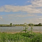 20140615 Grote bereklauw aan de Waal bij Druten