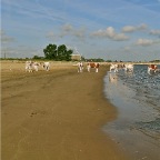 20140621 Koeien aan de rivier is zó zeventiende eeuw!