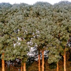 20140717 Bomen belicht door de ondergaande zon