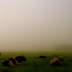 20140927 Bizons liggen op de prairie. Geen cowboy in zicht.