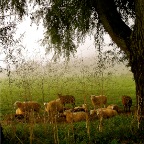 20140927 Schapen achter uitgebloeid koolzaad