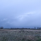 20141211 Stoppelveld en sombere ochtend