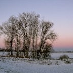 20141228 02. Alle bomen lijken berken, nu.