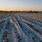 20141228 04. Stoppelveld in sneeuw en strijklicht.