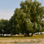 20060726 Wilgen langs de Waal, Winssen