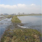 20100302 Hoog water in uiterwaarden, Winssen