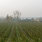 20110302 Boomgaard, Winssen