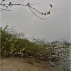 20110326 Op de grond geslagen, maar in blad, Waal Winssen