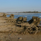 20110327 Wilgenstronken langs Waal bij Ewijk