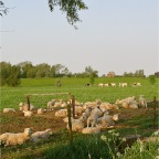 20110430 Schapen in uiterwaard bij Winssen