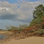 20110611 Neergeslagen boom, Waal bij Winssen