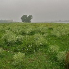 20110626 Rode zuring op een groen veld, Winssen