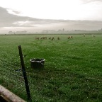 20110825 Schapen op het natte ochtendgras