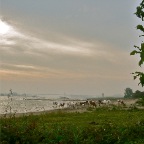 20110826 Koeien op het strand