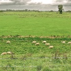 20110907 Uitgestrektheid met schapen