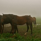 20110919 Paarden in de ochtendmist