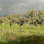 20111020 De vergeten peren staat zwaar weer te wachten