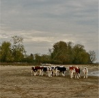 20111105 Koeien op zand