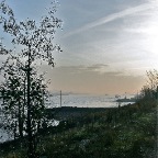 20111119 Bomen aan het zandpad