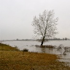 20111223 Twee weken geleden keek deze boom nog uit op 100 meter strand