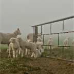 20120328 Acht lammetjes in de mist