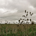 20120331 Kaardebollen van vorig jaar