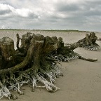 20120402 Stronken hebben een wit voetje gehaald