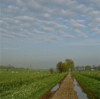 20120412 Schapen boven en onder