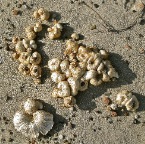 20120507 Paddestoelen op het strand