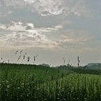 20120520 De ochtend zingt van boterbloem en weegbree