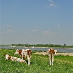 20120522 Hollandser kun je het haast niet krijgen