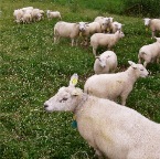 20120611 Schapen kunnen heel geduldig wachten