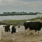 20120626 Zwartbont