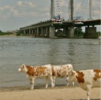 20120704 Drie bruinbonte koeien