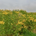 20120729 Boerenwormkruid langs de rivier