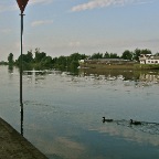 20120802 IJssel, eenden en boot