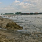 20120805 De ganzen verlaten het strand_2