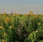 20120814 Wie wil er geen Guldenroede..