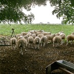 20120815 Schapen op weg naar het licht