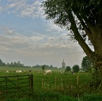 20120815 Wilgen, koeien en kerk.