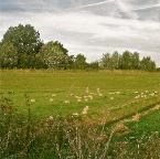 20120818 De schapen zijn nog niet helemaal wakker