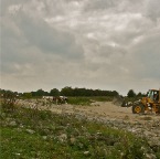 20120917 De koeien gaan op de schop