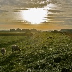 20120920 Laat de schaapjes tot mij komen