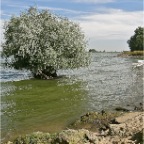 20121001 Het hoofd nog boven water