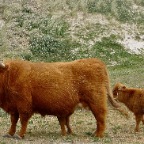 20110528 Schotse hooglander in duinen bij Bergen aan Zee